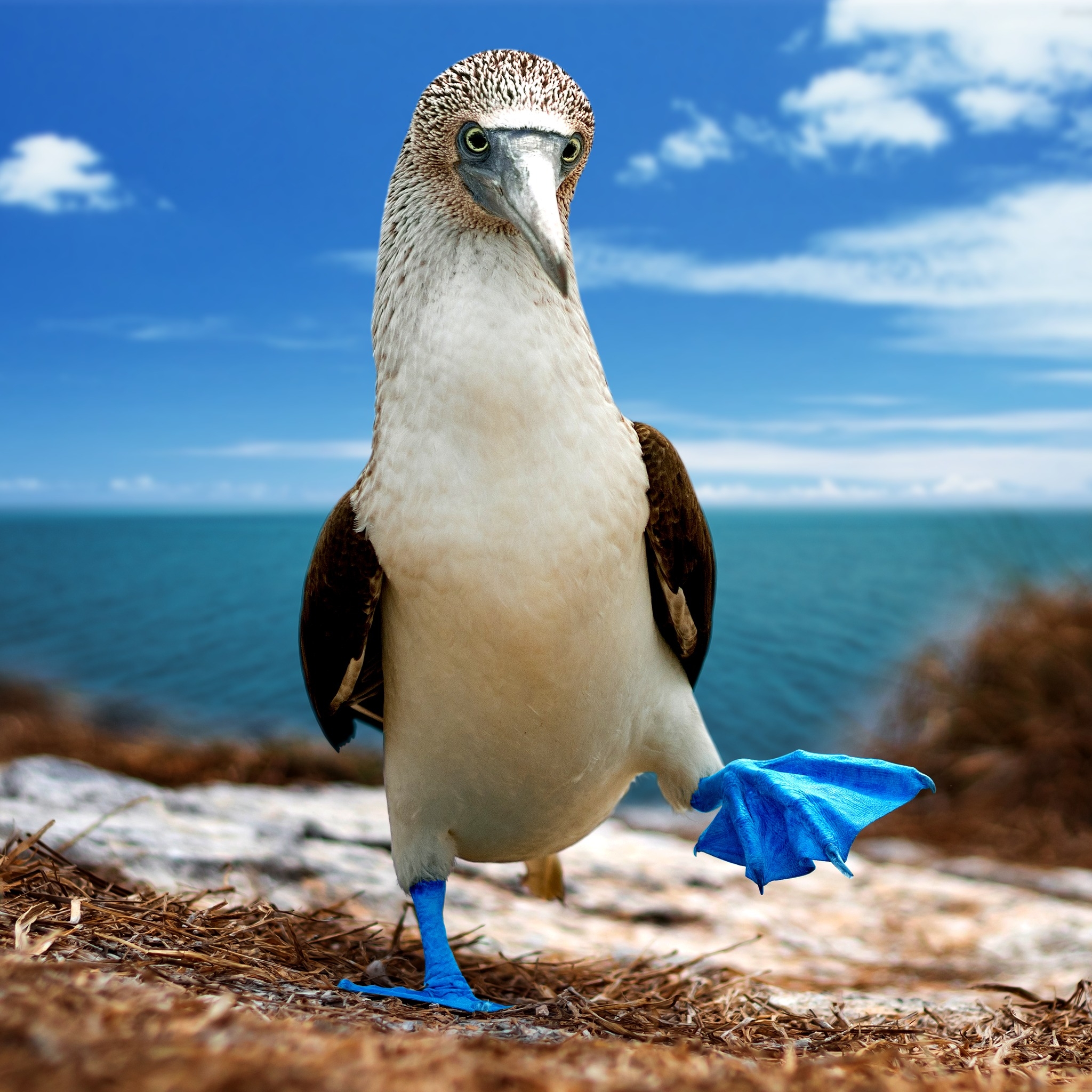 Blue-footed boobie